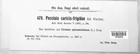 Puccinia caricis-frigidae image